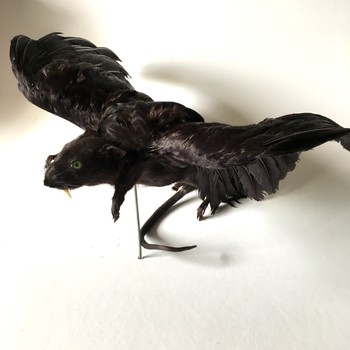 Studio One Toi Tū - Introduction to Rogue Taxidermy