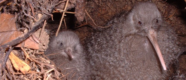 Thirst for Knowledge: Don’t Count Your Kiwi
