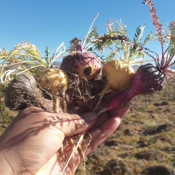 Maca - The Incan Medicine for Fatigue and Balance