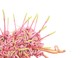 Botanical Art Worldwide 2018 Exhibition
