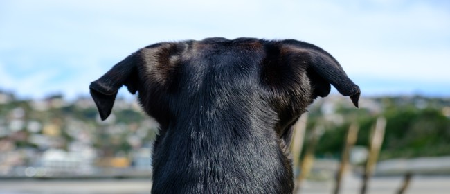 Dog's Day Out