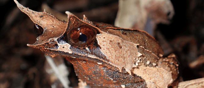 Thirst for Knowledge - The Frog Barometer