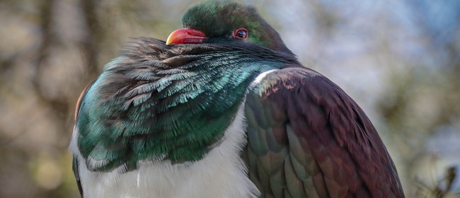 Kereru and Kokopu-highlighting Aotea's Taonga
