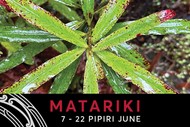 Matariki 2025 Pōhutukawa