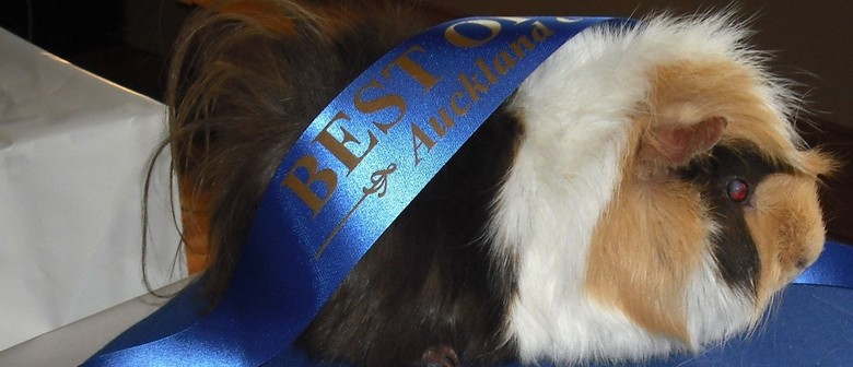 Guinea Pig Show - Auckland - Eventfinda