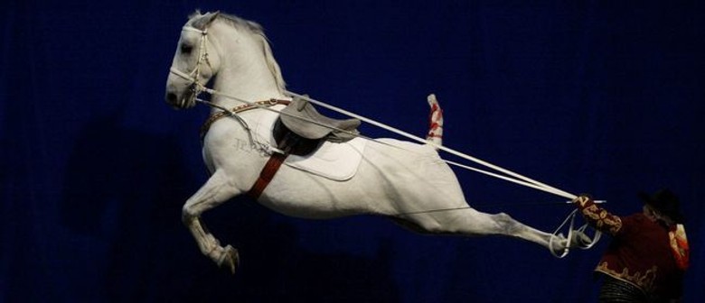 El Caballo Blanco