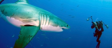 Doc Edge announces dates and first films for 2020 Online Festival