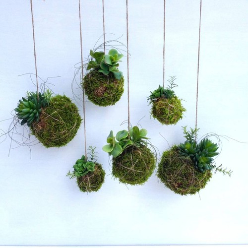 Kokedama (Japanese Hanging Gardens) Palmerston North Eventfinda