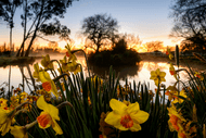 Taniwha Daffodils