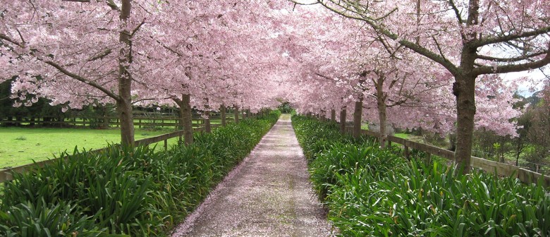 cherry tree nz reviews waikato cherry tree festival hamilton eventfinda cherry tree nz reviews waikato cherry tree festival hamilton eventfinda