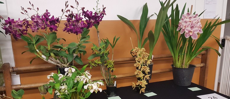 Orchid Show Auckland Eventfinda