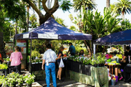 Napier Urban Farmers Market - ADF18