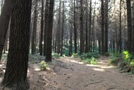 Castle Peak Forest Half Marathon, 12k & 6k Trail Run