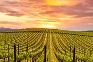 NZ Young Winemaker of the Year North Island Awards Dinner