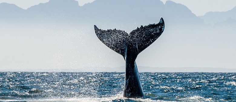 Whale Watching Kaikoura Eventfinda