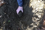 Truffle Hunt