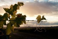 Paradise Found: A Celebration of Organics in Hawke's Bay