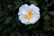 Image for event: Reiki Sharing Evening