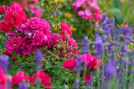 Roses and Lavender High Tea Workshop