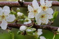 Spring Freshness Menu
