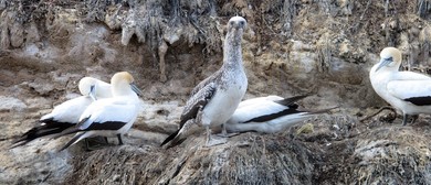 Maud Island Public Trips