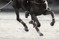 Image for event: Queenstown Polo - Silver Cup