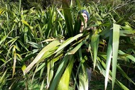 Image for event: Whatamango Pa Harakeke