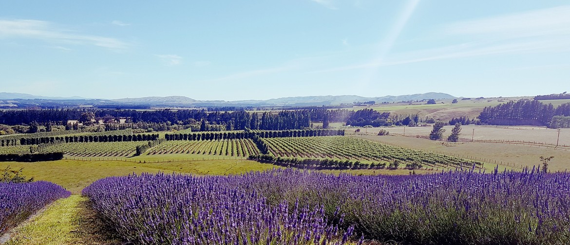 Martinborough Star Gazing and Pick Your Own Lavender