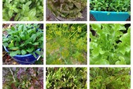 Salad and Herbs In a Small Space