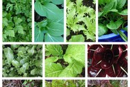 Sow Your Autumn Salad and Herbs