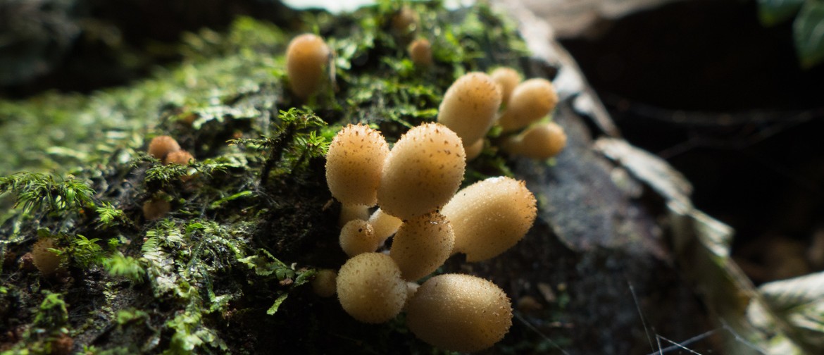 Guided Walk: Introduction to The Fungi Kingdom