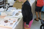 Image for event: Whangarei Rock & Gemstone Show