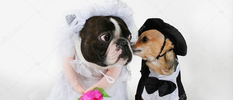 Paws In Parnell - A Great Day for A Dog Wedding