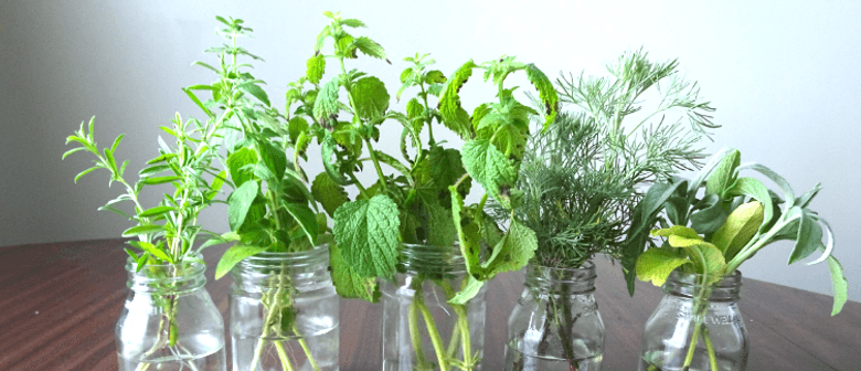 Learn to Propagate Herbs