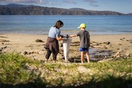 Seaweek - Whakamahia Beach Clean