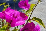 Image for event: All Plants & Petting Animals & Classic Cars