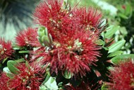 Image for event: Henderson and Districts Garden Club