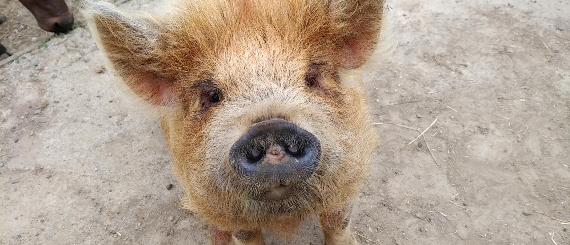 Celebrate The Year of the Pig on Waitangi Day