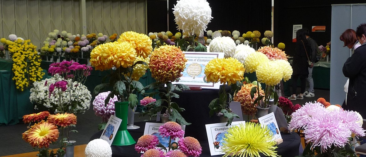 Waikato Chrysanthemum Society