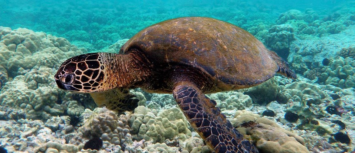 Reo Rangatahi: Save the Turtles