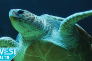 Image for event: EcoWest Festival 2019 - The Turtle and The Plastic Bag