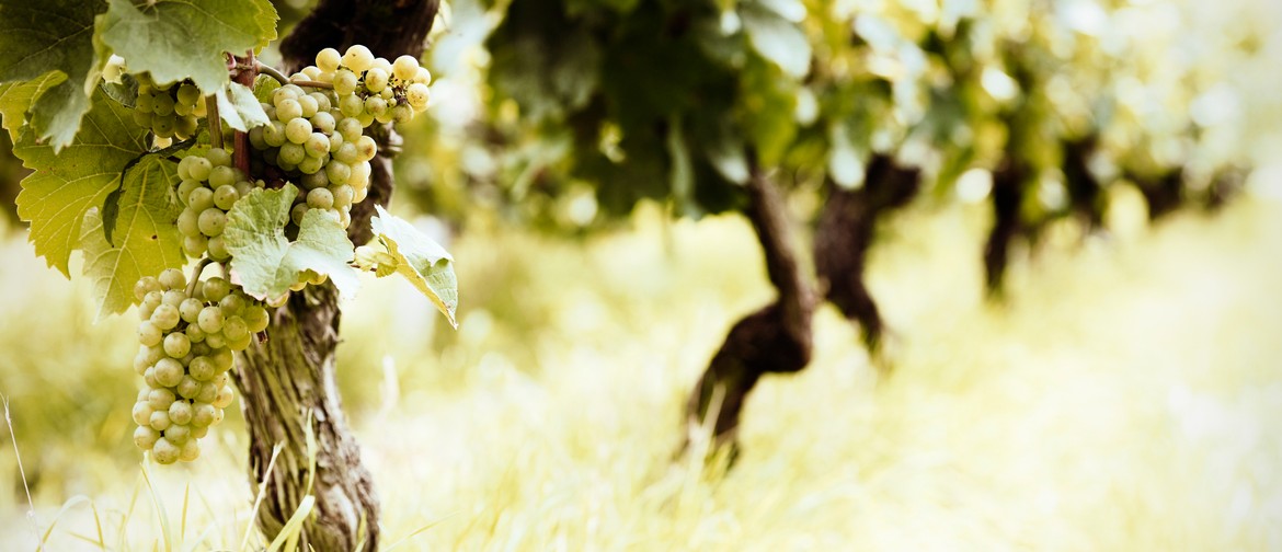 Wine Exploration: Classical Aromatic White Wines