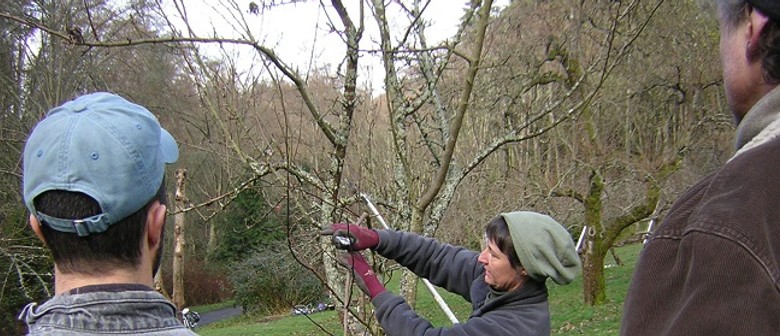 Pruning Course