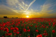 Image for event: ANZAC Service - Ward