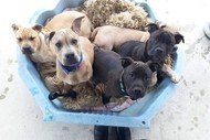 Image for event: Marlborough SPCA Dinner Auction
