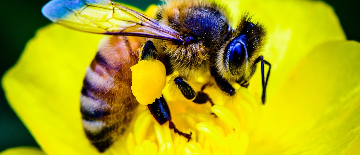 Introductory Course to Urban Beekeeping