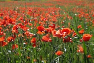Image for event: ANZAC Day Service - Renwick