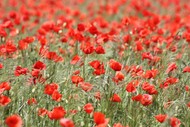 Image for event: ANZAC Day Service - Havelock