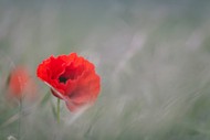 Image for event: ANZAC Day Service - Blenheim