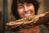 Image for event: Forest & Bird Public Talk